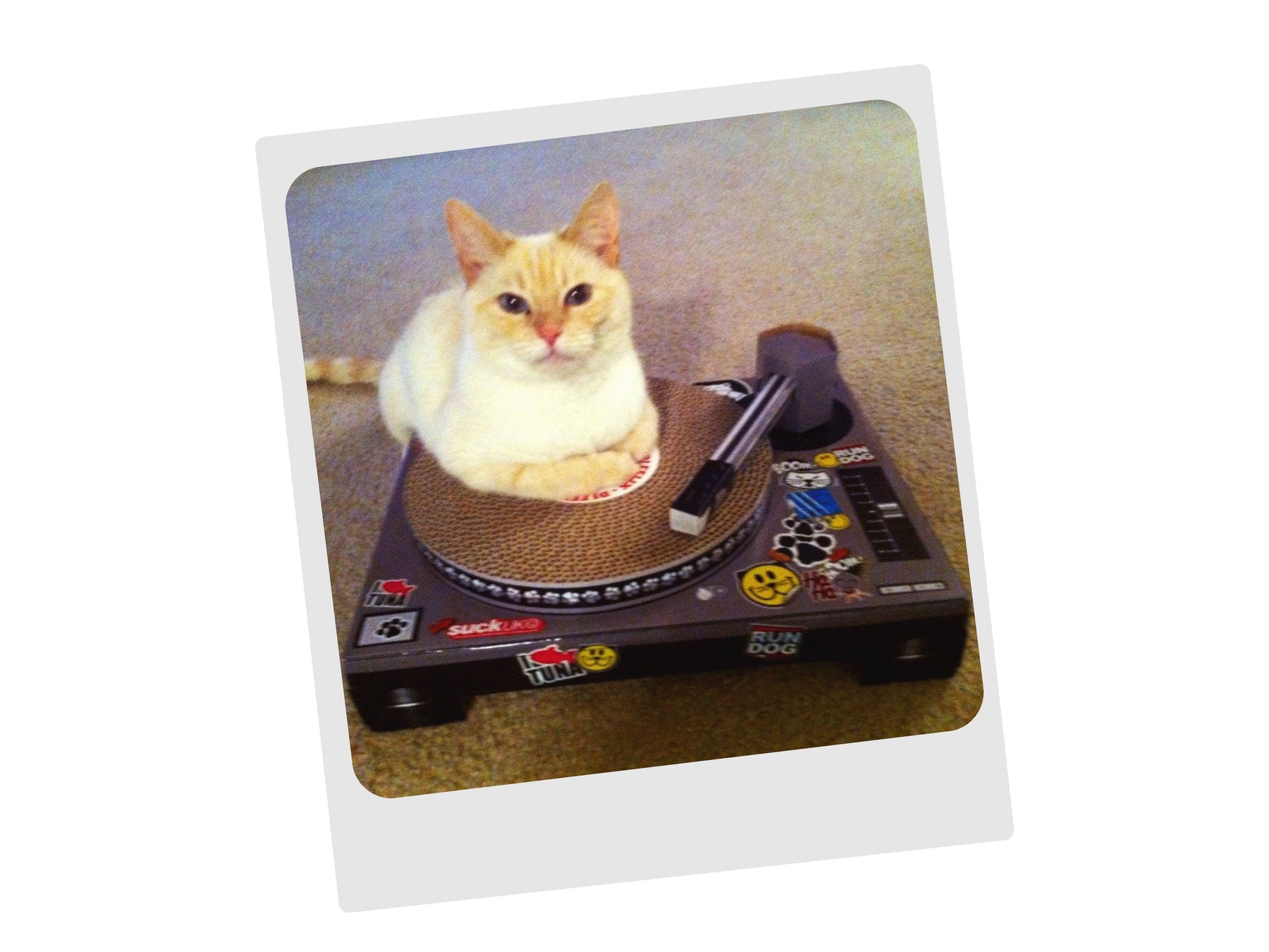 Dj cat scratching clearance pad